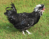 Houdan noire cailloutée blanche, le coq