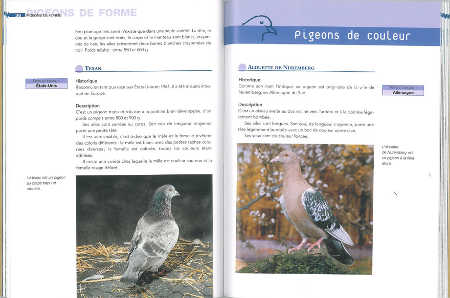 Elevage facile : L’élevage des pigeons
