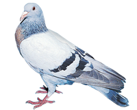 Pigeon alouette de Cobourg