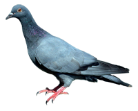 Pigeon Bleu de Gascogne
