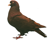 Pigeon carneau