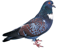 Pigeon Cauchois