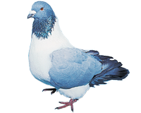 Pigeon Strasser