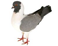 Pigeon Triganini